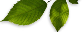 content_bg content_bg