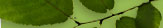 navigation_leaf